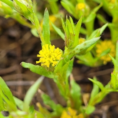 Triptilodiscus pygmaeus (Annual Daisy) at Crace Grasslands - 14 Oct 2022 by trevorpreston