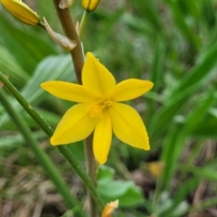 Bulbine bulbosa (Golden Lily) at Mitchell, ACT - 14 Oct 2022 by trevorpreston