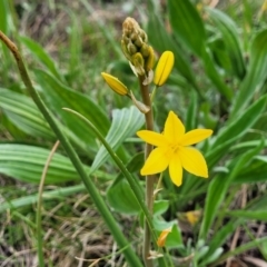 Bulbine bulbosa at Mitchell, ACT - 14 Oct 2022 12:56 PM