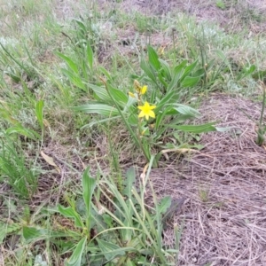 Bulbine bulbosa at Mitchell, ACT - 14 Oct 2022