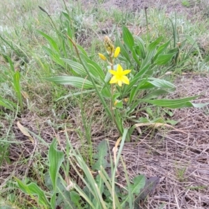 Bulbine bulbosa at Mitchell, ACT - 14 Oct 2022