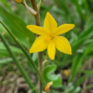 Bulbine bulbosa at Mitchell, ACT - 14 Oct 2022 12:56 PM