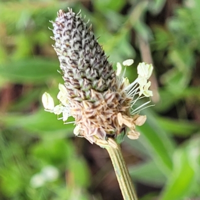 Plantago lanceolata (Ribwort Plantain, Lamb's Tongues) at Mitchell, ACT - 14 Oct 2022 by trevorpreston