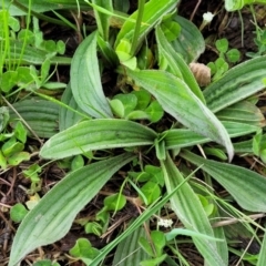 Plantago lanceolata at Mitchell, ACT - 14 Oct 2022 12:55 PM