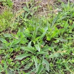 Plantago lanceolata at Mitchell, ACT - 14 Oct 2022 12:55 PM