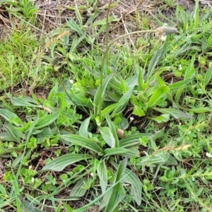 Plantago lanceolata at Mitchell, ACT - 14 Oct 2022