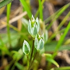 Moenchia erecta at Mitchell, ACT - 14 Oct 2022