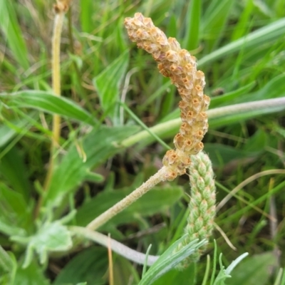 Plantago varia (Native Plaintain) at Crace Grasslands - 14 Oct 2022 by trevorpreston