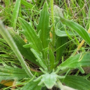 Plantago varia at Mitchell, ACT - 14 Oct 2022