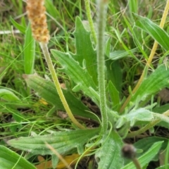 Plantago varia at Mitchell, ACT - 14 Oct 2022