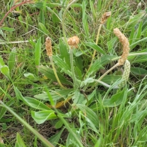 Plantago varia at Mitchell, ACT - 14 Oct 2022