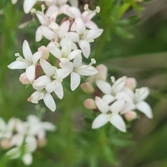 Asperula conferta (Common Woodruff) at Crace Grasslands - 14 Oct 2022 by trevorpreston