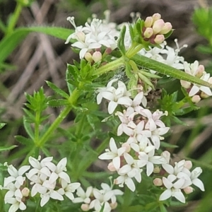 Asperula conferta at Mitchell, ACT - 14 Oct 2022 12:50 PM