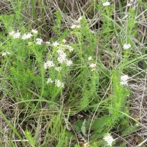 Asperula conferta at Mitchell, ACT - 14 Oct 2022 12:50 PM