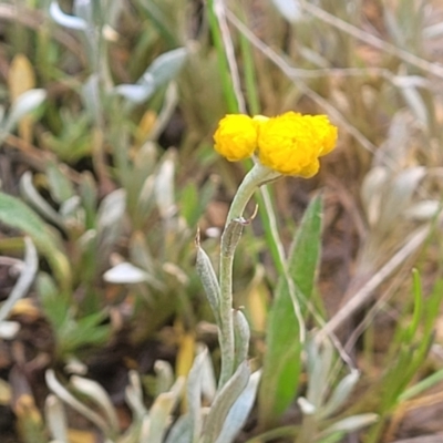 Chrysocephalum apiculatum (Common Everlasting) at Mitchell, ACT - 14 Oct 2022 by trevorpreston