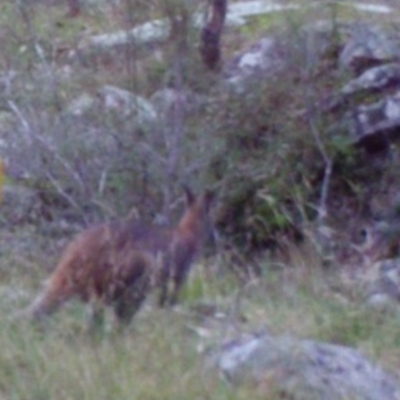 Notamacropus rufogriseus (Red-necked Wallaby) at Mount Taylor - 12 Apr 2022 by MountTaylorParkcareGroup
