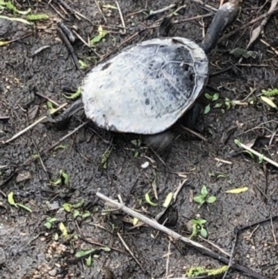 Chelodina longicollis at Michelago, NSW - 14 Oct 2022 by Nockels