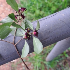 Pittosporum tenuifolium (Kohuhu) at Watson, ACT - 12 Oct 2022 by abread111