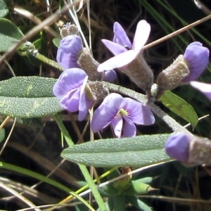 Hovea heterophylla at Rendezvous Creek, ACT - 11 Oct 2022 11:20 AM