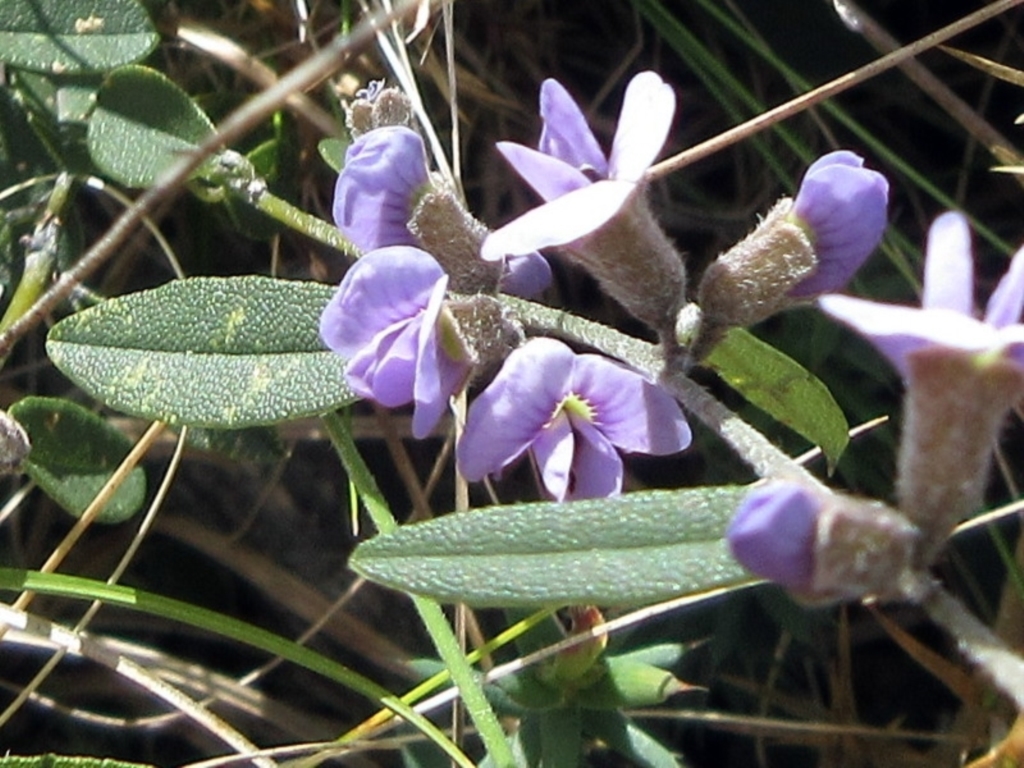 Hovea heterophylla at Rendezvous Creek, ACT - 11 Oct 2022