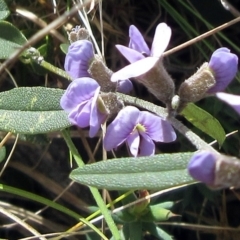 Hovea heterophylla (Common Hovea) at Rendezvous Creek, ACT - 11 Oct 2022 by sangio7