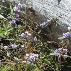 Hovea heterophylla at Rendezvous Creek, ACT - 11 Oct 2022