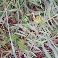 Vicia hirsuta (Hairy Vetch) at Watson, ACT - 13 Oct 2022 by abread111