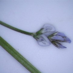 Vicia hirsuta at Watson, ACT - 13 Oct 2022