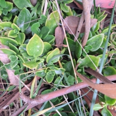 Aptenia cordifolia (Baby Sun Rose, Heartleaf Ice Plant) at Watson, ACT - 13 Oct 2022 by abread111