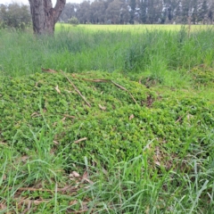 Aptenia cordifolia at Watson, ACT - 13 Oct 2022 09:49 AM