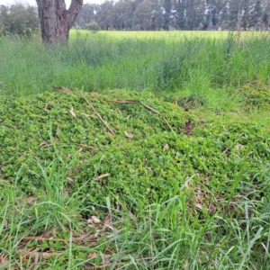 Aptenia cordifolia at Watson, ACT - 13 Oct 2022 09:49 AM