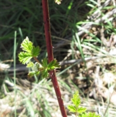 Rubus parvifolius (Native Raspberry) at Rendezvous Creek, ACT - 11 Oct 2022 by sangio7