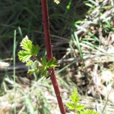 Rubus parvifolius (Native Raspberry) at Rendezvous Creek, ACT - 11 Oct 2022 by sangio7