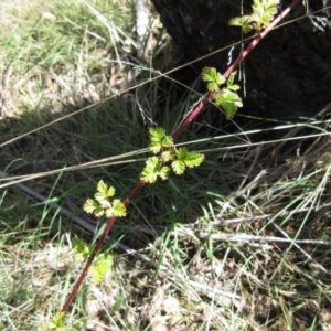 Rubus parvifolius at Rendezvous Creek, ACT - 11 Oct 2022