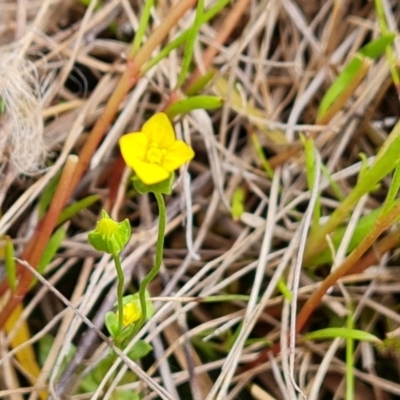 Cicendia quadrangularis (Oregon Timwort) at Isaacs Ridge and Nearby - 14 Oct 2022 by Mike