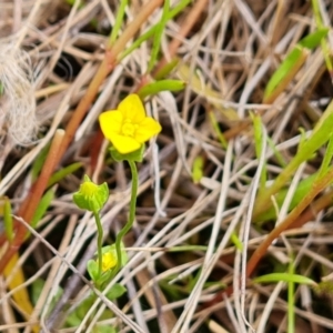 Cicendia quadrangularis at Jerrabomberra, ACT - 14 Oct 2022