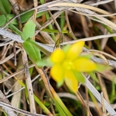 Sebaea ovata (Yellow Centaury) at Isaacs Ridge and Nearby - 14 Oct 2022 by Mike