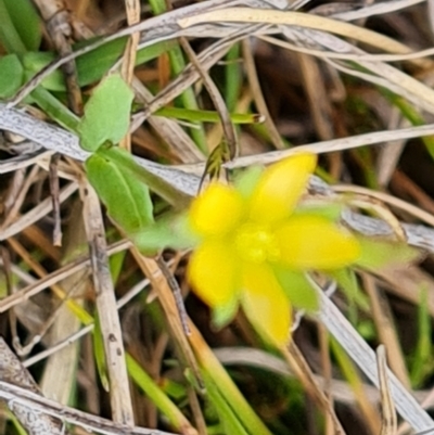 Sebaea ovata (Yellow Centaury) at Jerrabomberra, ACT - 14 Oct 2022 by Mike