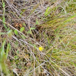 Sebaea ovata at Jerrabomberra, ACT - 14 Oct 2022