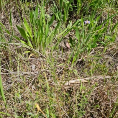 Vittadinia cuneata (Fuzzweed, New Holland Daisy) at Isaacs Ridge and Nearby - 14 Oct 2022 by Mike