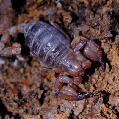 Urodacus manicatus (Black Rock Scorpion) at Aranda, ACT - 14 Oct 2022 by Kurt