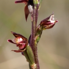 Prasophyllum brevilabre (Short-lip Leek Orchid) at Glenquarry - 14 Oct 2022 by Snowflake