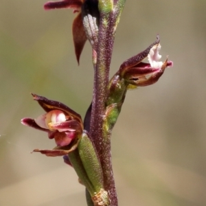 Paraprasophyllum brevilabre at Glenquarry, NSW - suppressed