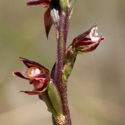 Prasophyllum brevilabre (Short-lip Leek Orchid) at Glenquarry - 14 Oct 2022 by Snowflake