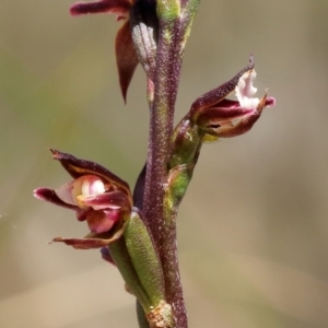 Prasophyllum brevilabre at suppressed - 14 Oct 2022