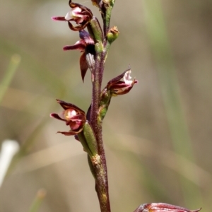 Paraprasophyllum brevilabre at Glenquarry, NSW - suppressed