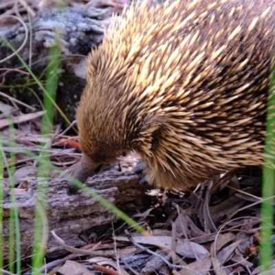 Tachyglossus aculeatus (Short-beaked Echidna) at Molonglo Valley, ACT - 14 Oct 2022 by Kurt