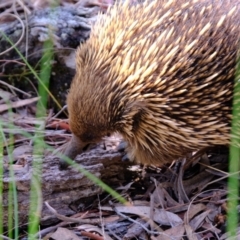 Tachyglossus aculeatus (Short-beaked Echidna) at Aranda Bushland - 14 Oct 2022 by Kurt