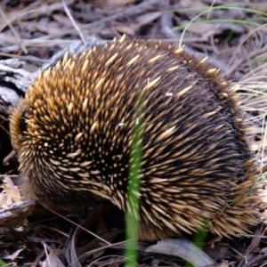 Tachyglossus aculeatus at Molonglo Valley, ACT - 14 Oct 2022