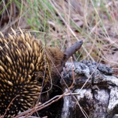 Tachyglossus aculeatus at Molonglo Valley, ACT - 14 Oct 2022